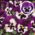 Bild von Viola P9 Grootbloemig Violet & white